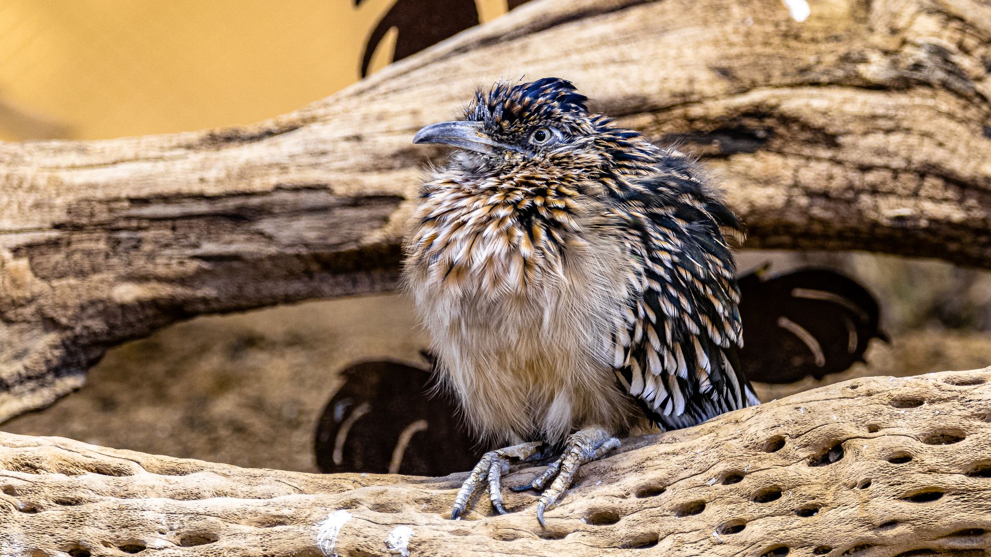 ZooAmerica at Hershey Park