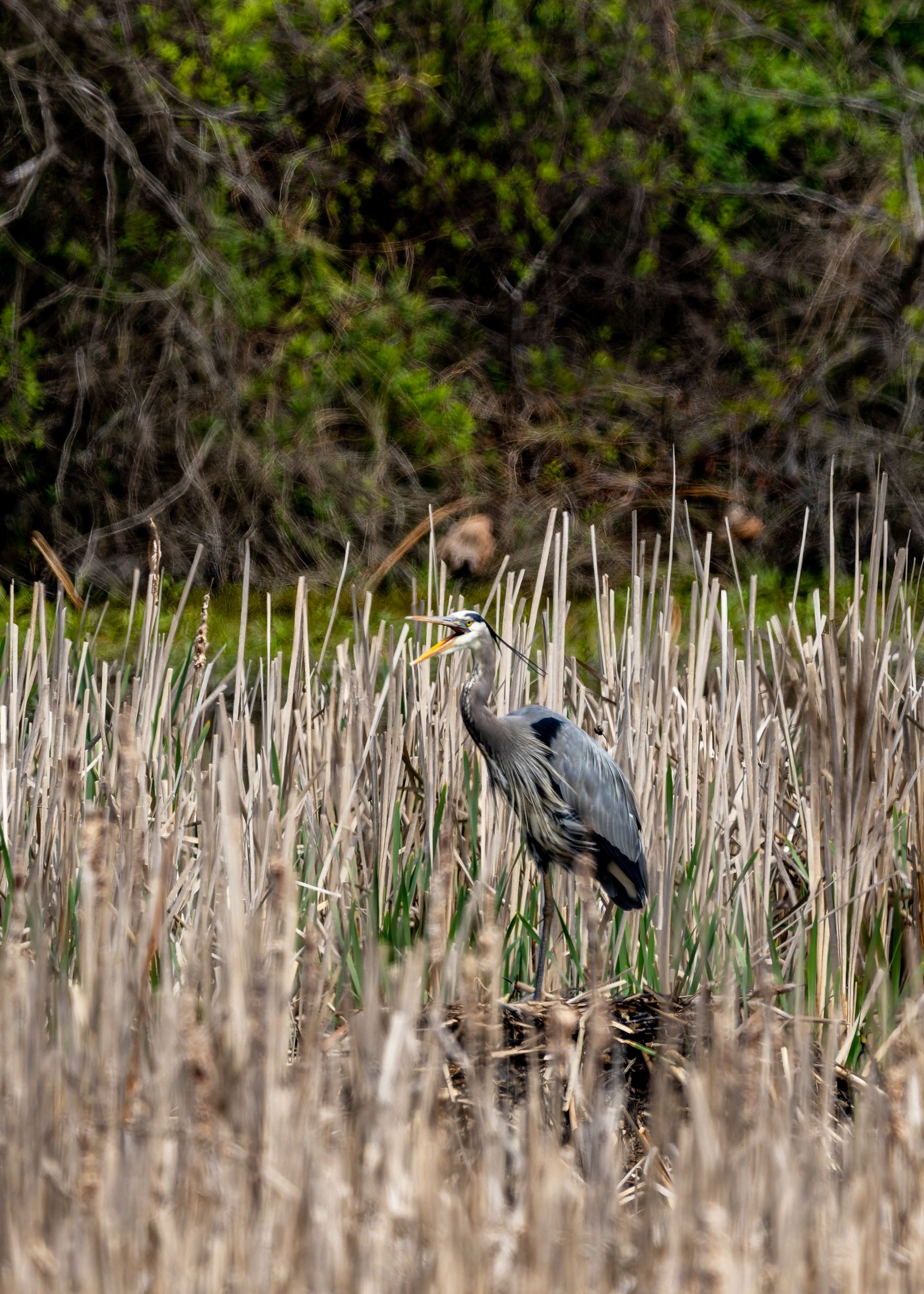 Wildwood Lake