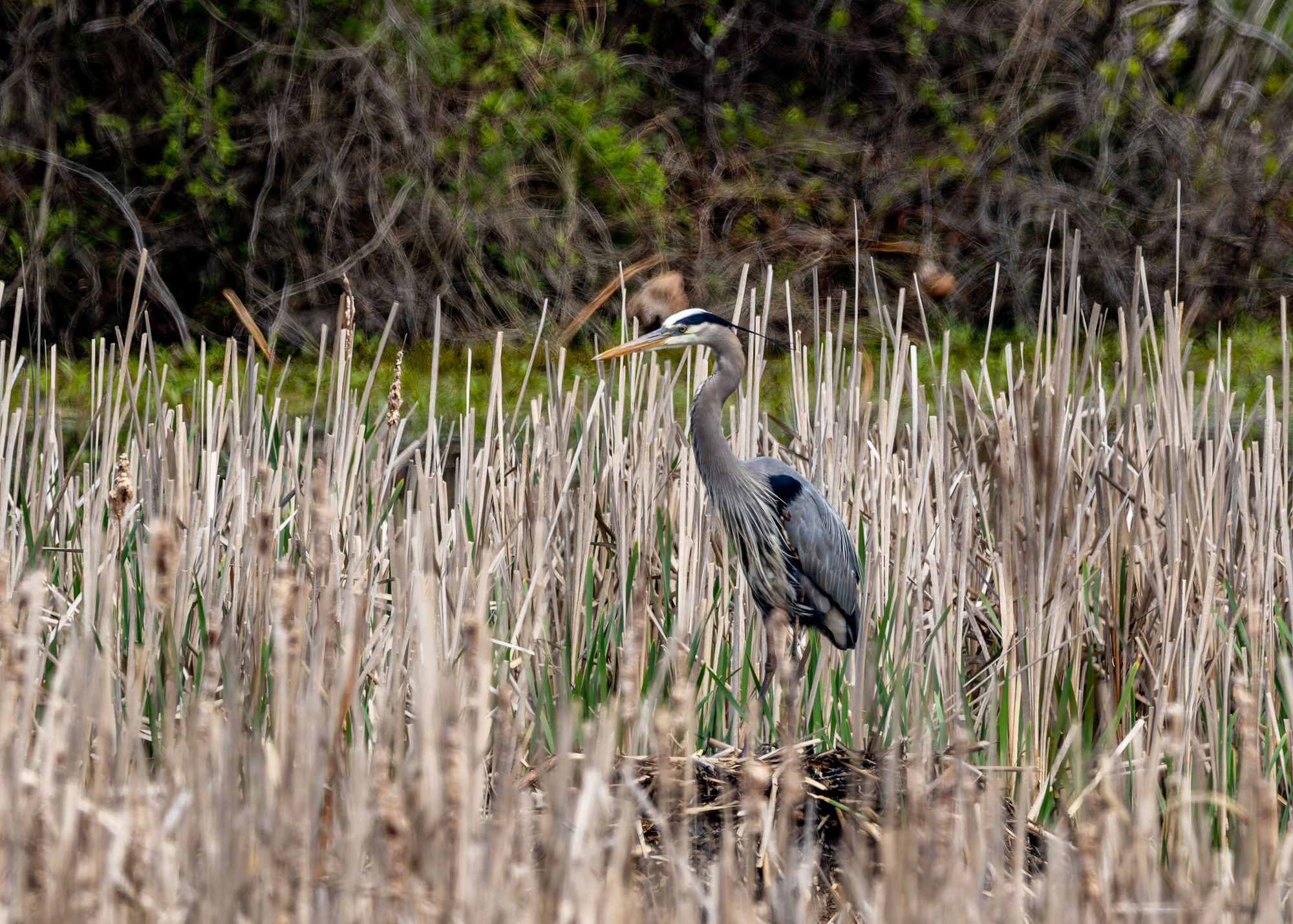 Wildwood Lake