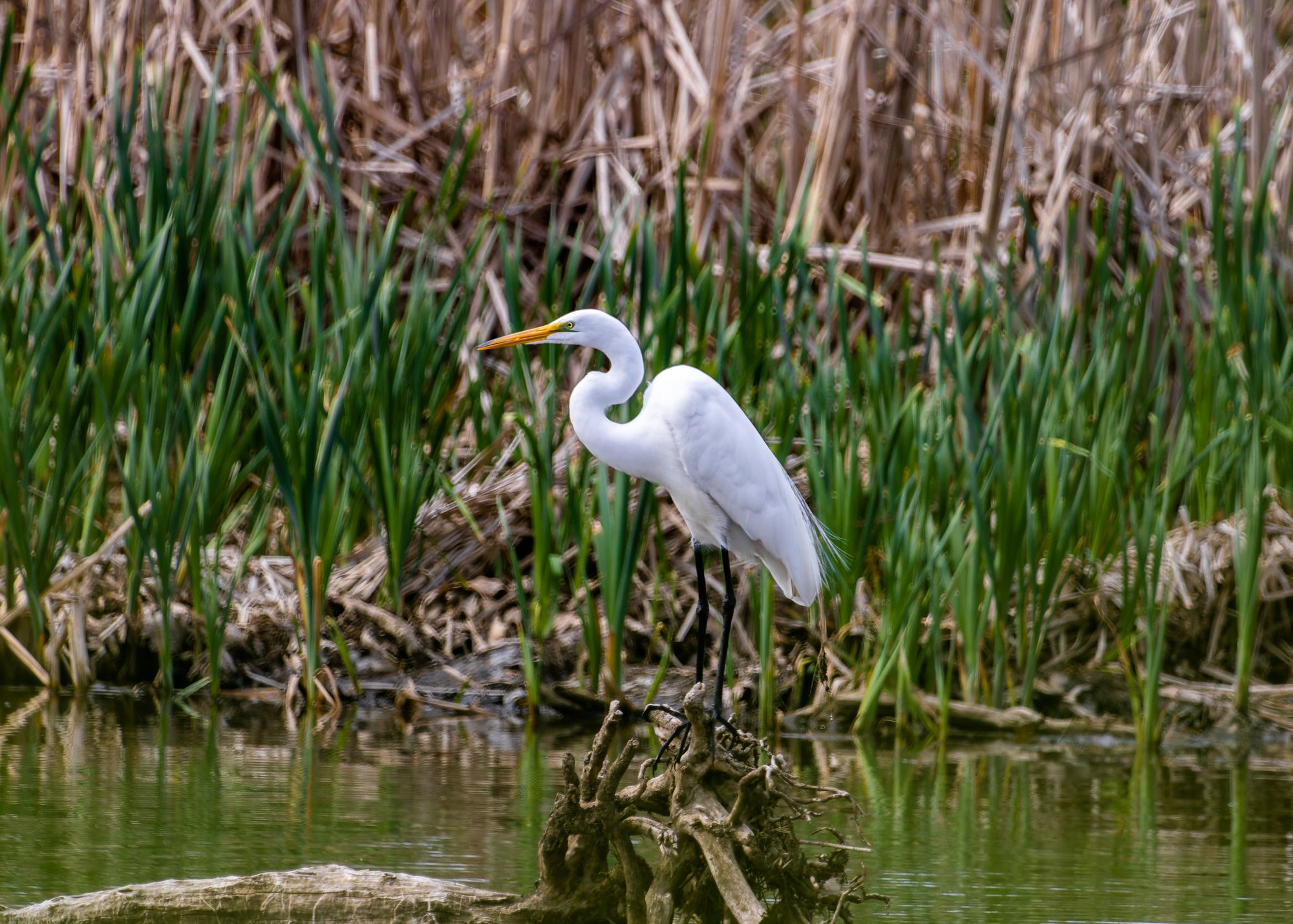 Wildwood Lake