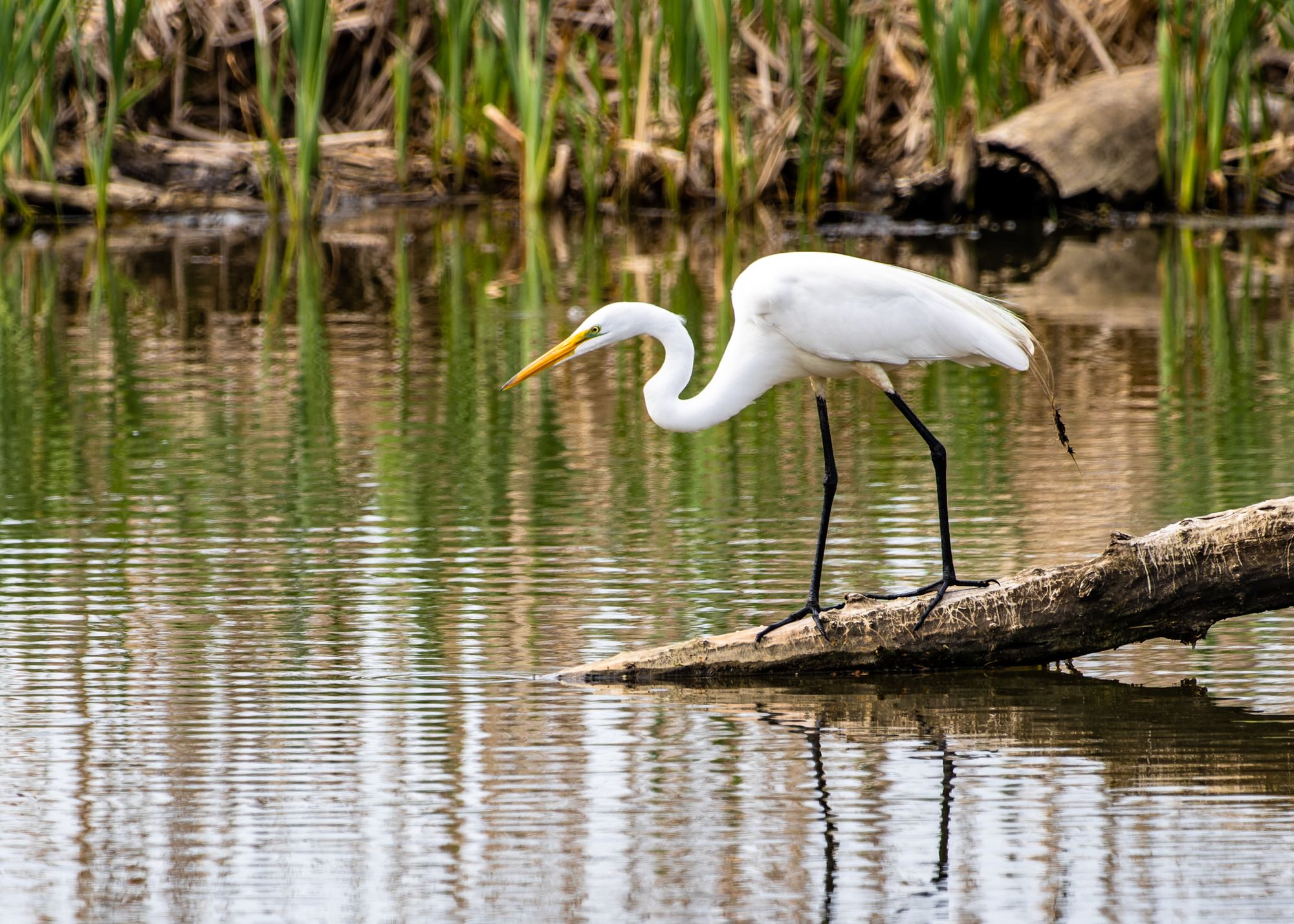 Wildwood Lake