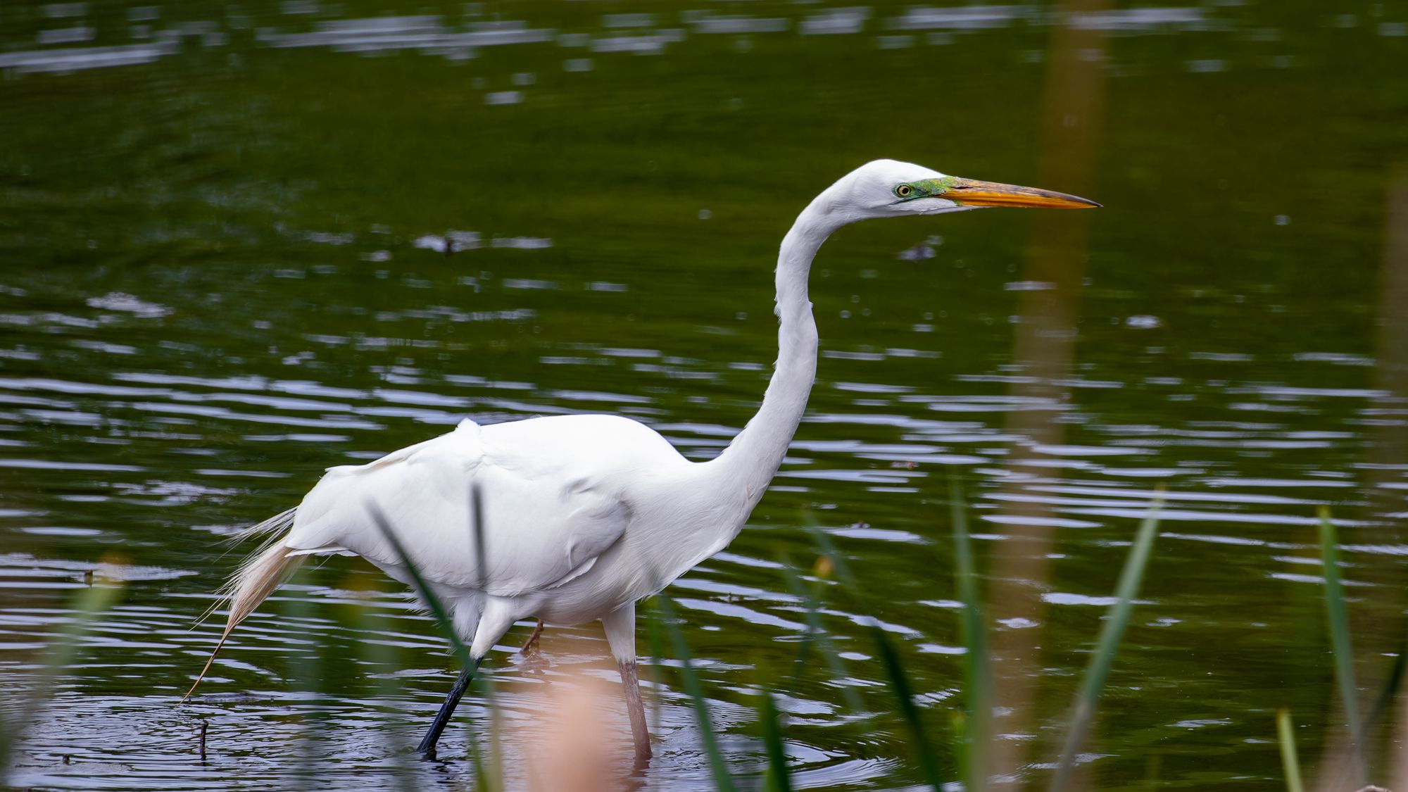 Wildwood Lake