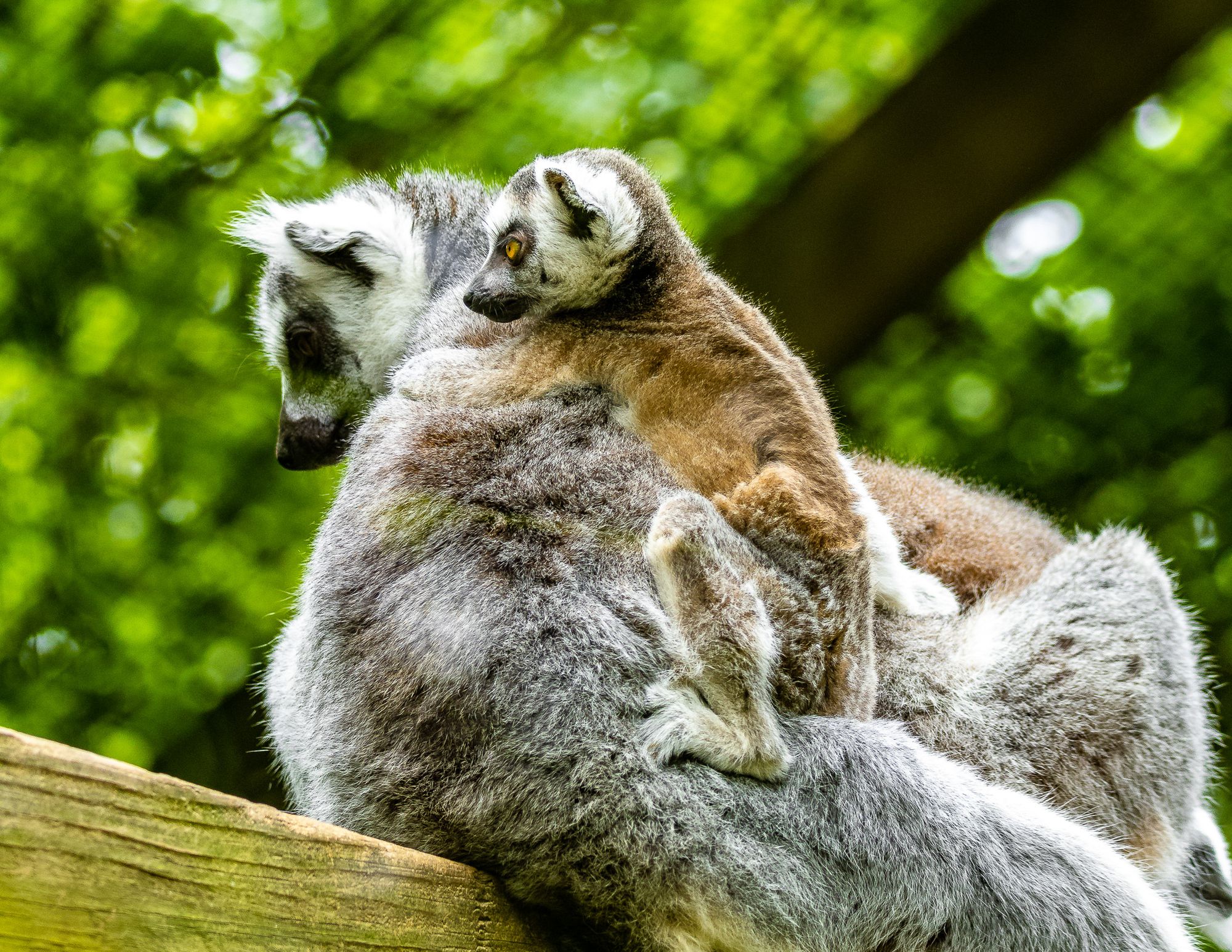 Catoctin Wildlife Preserve