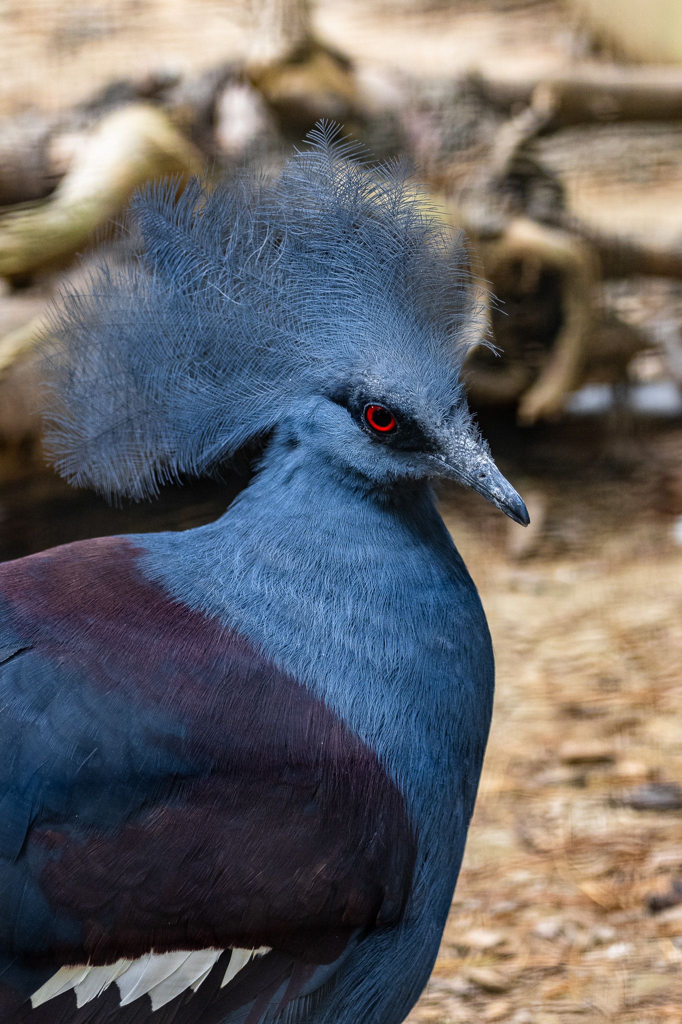 Catoctin Wildlife Preserve