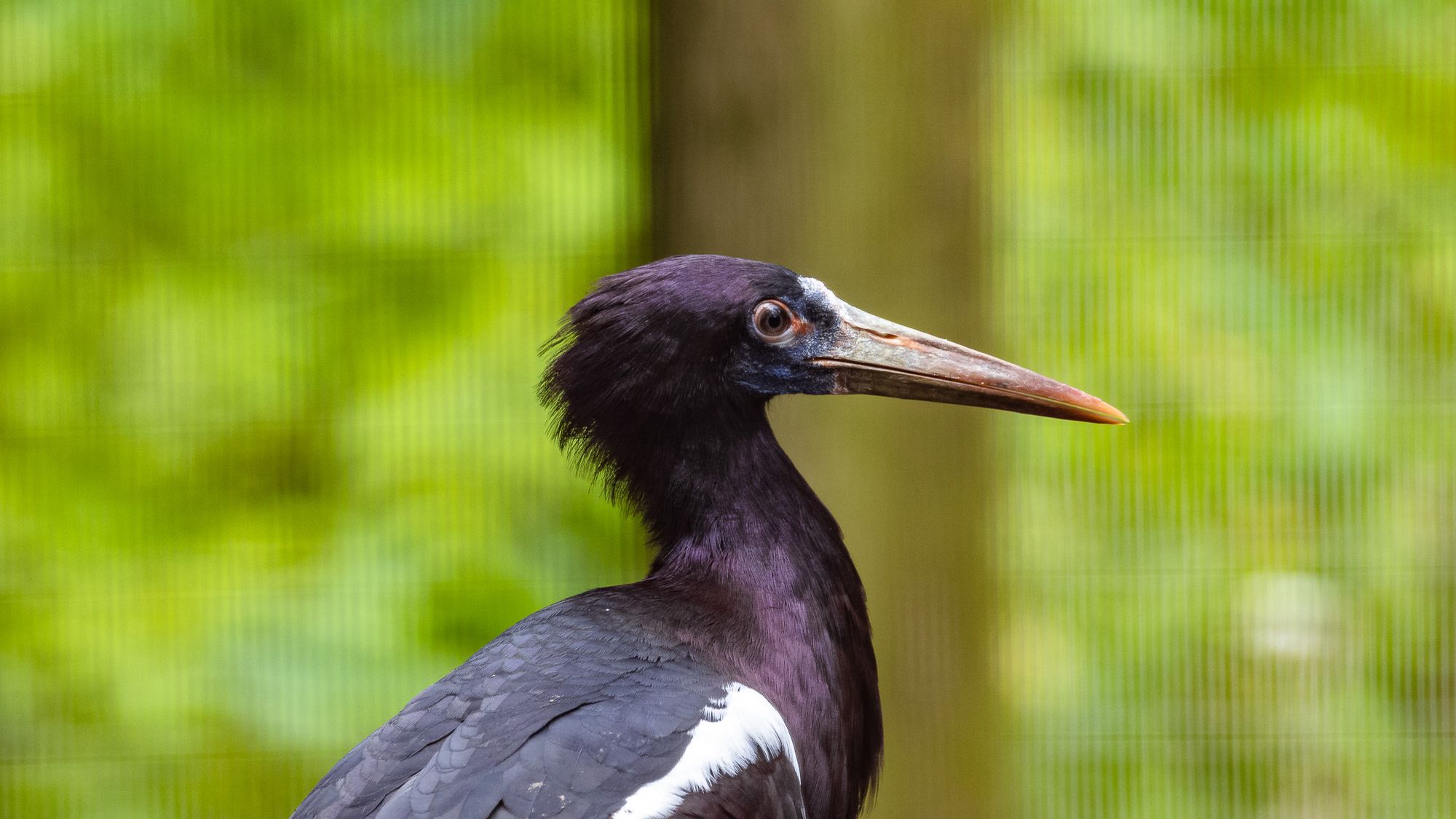 Catoctin Wildlife Preserve