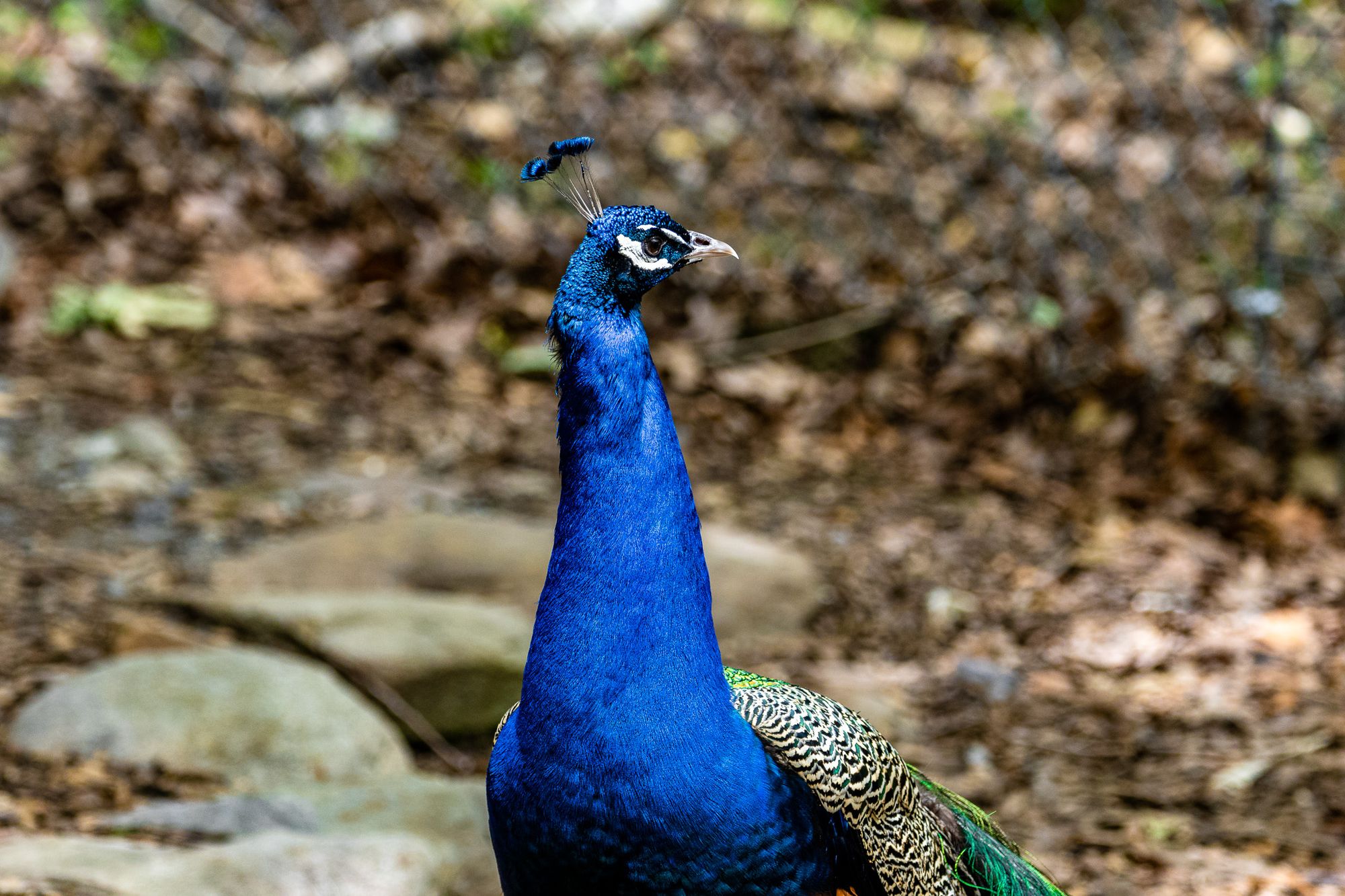 Catoctin Wildlife Preserve