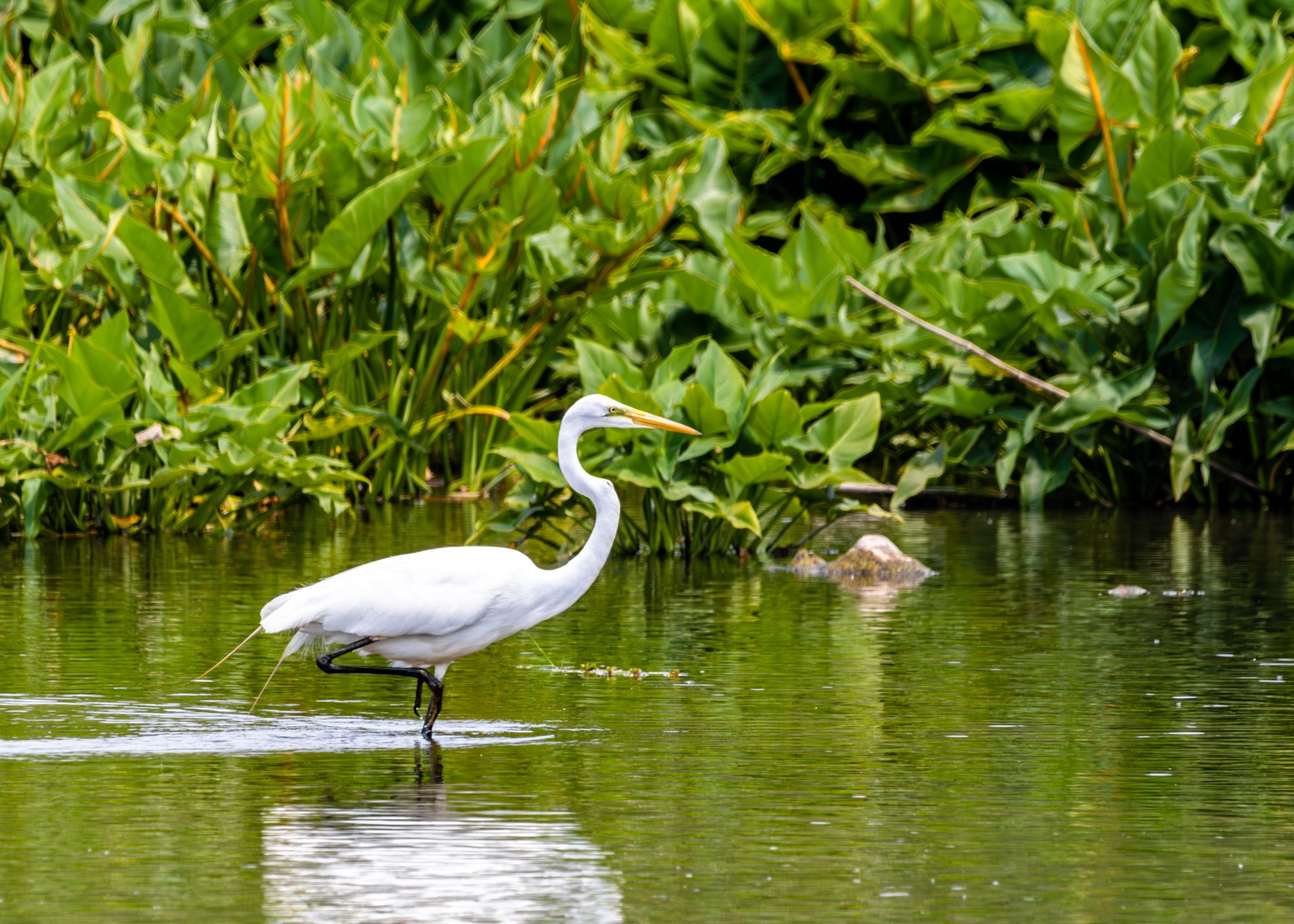 Wildwood Lake