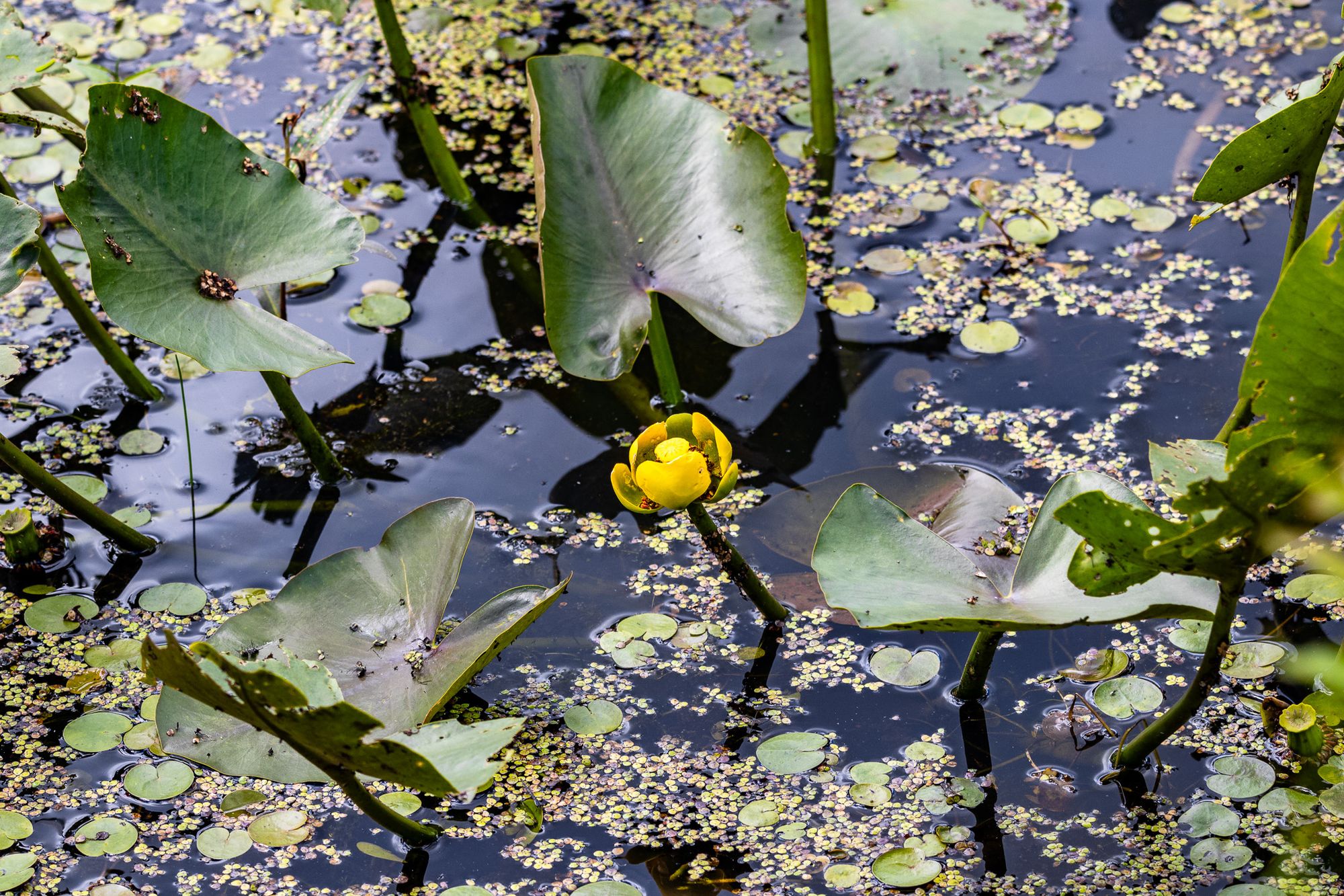 Audubon Community Nature Center (Jamestown, NY)