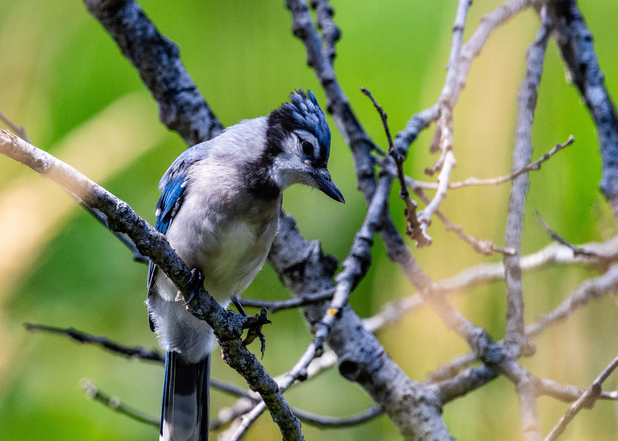 Audubon Community Nature Center (Jamestown, NY)