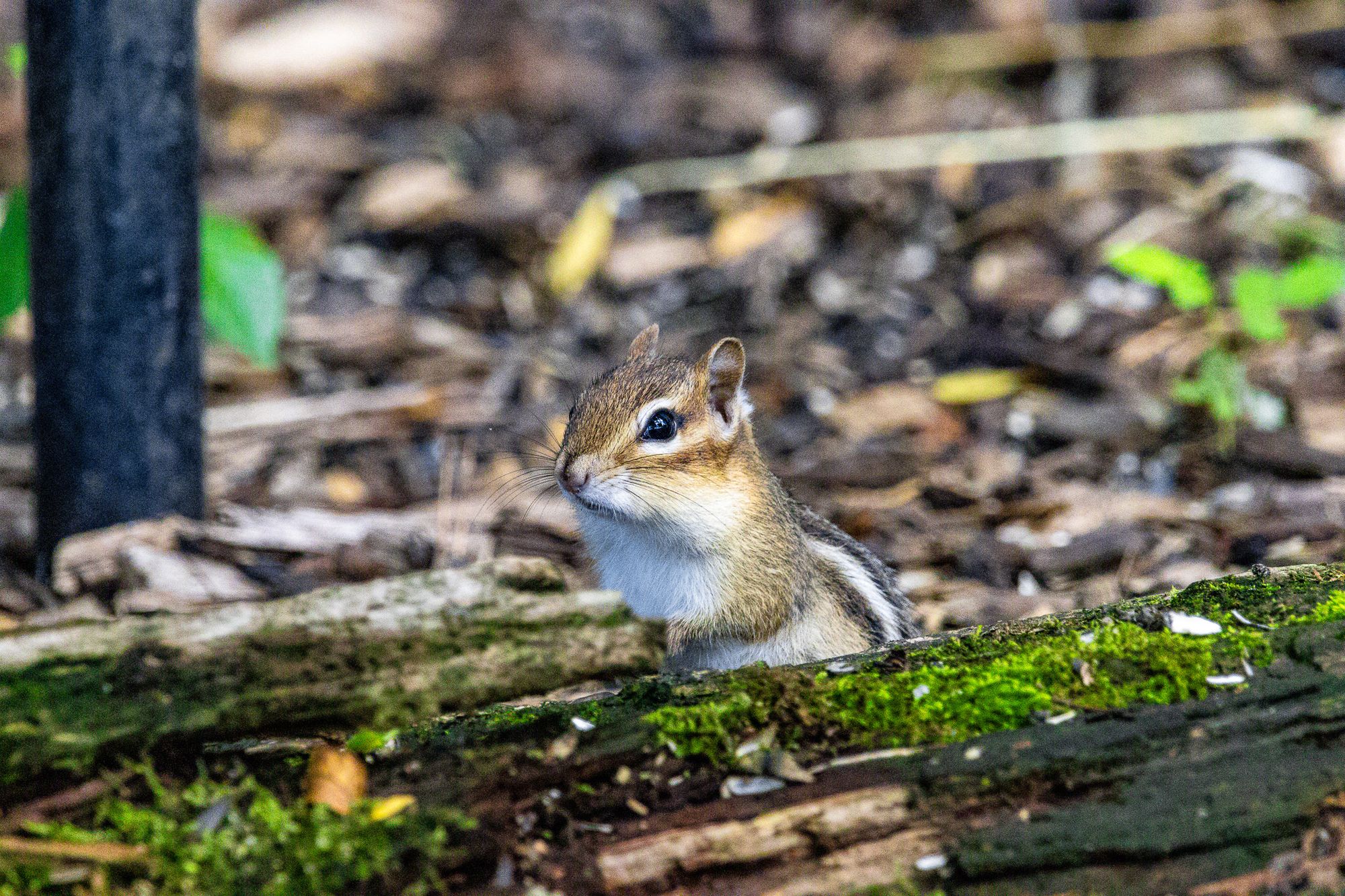 Audubon Community Nature Center (Jamestown, NY)