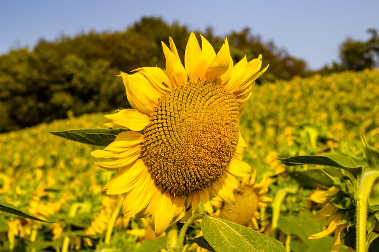 Lesher's Sunflower Field