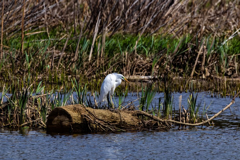 Early Spring Outting