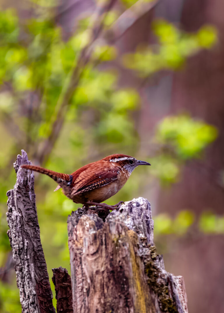 Carolina Wren on Tree Stump Carolina Wren on Tree Stump