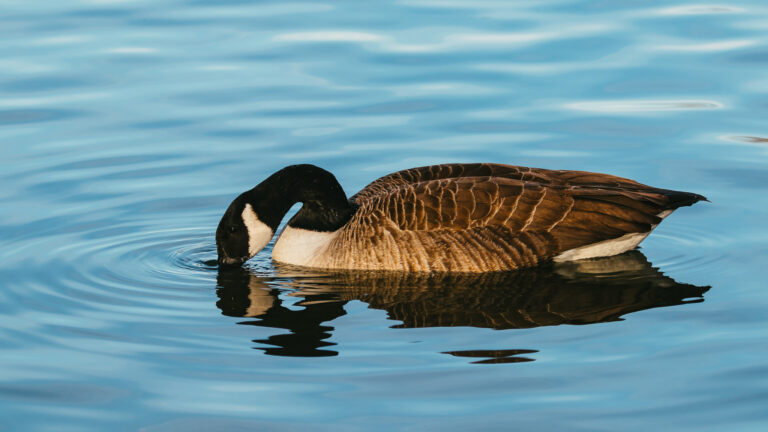 Canadian Goose on Blue Reflective Water Canadian Goose on Blue Reflective Water