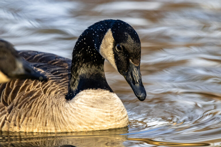 Canadian Goose Close Up Canadian Goose Close Up