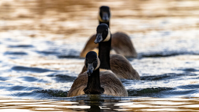 Canadian Geese in Formation Canadian Geese swimming in a straight line one after the other