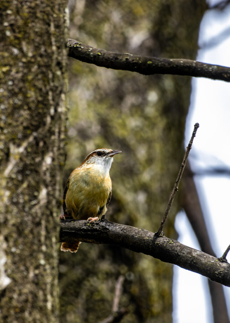 Carolina Wren Posing Carolina Wren Posing