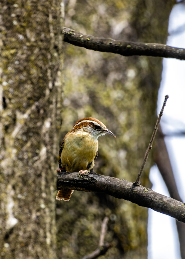 Carolina Wren Side View Carolina Wren Side View