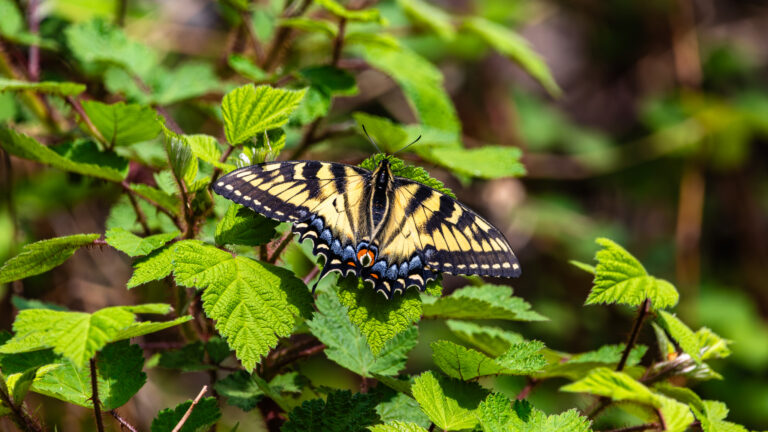 Tiger Swallowtail Resting Tiger Swallowtail Resting